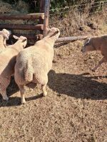 CHAROLAIS SHEARLING RAM - 4
