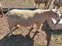 CHAROLAIS SHEARLING RAM - 5
