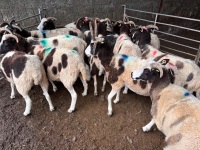 15 FLOCK AGE JACOB EWES - BIDS PER LIFE - 4