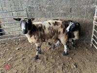 2 PEDIGREE DUTCH SPOTTED EWES - BIDS PER LIFE - 2