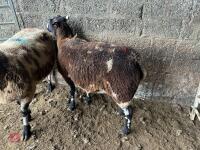 2 PEDIGREE DUTCH SPOTTED EWES - BIDS PER LIFE - 3