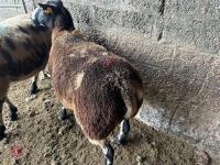 2 PEDIGREE DUTCH SPOTTED EWES - BIDS PER LIFE - 4