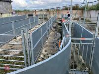 RITCHIE TROMBONE SHEEP HANDLING SYSTEM - 67