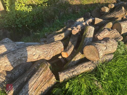 PILE OF OAK TIMBER