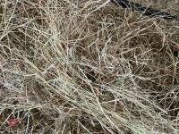 20 ROUND BALES OF 2026 HAY - 3