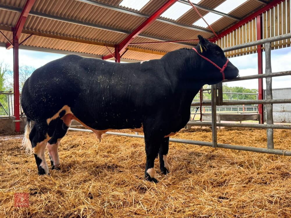 16MO PEDIGREE BRITISH BLUE BULL