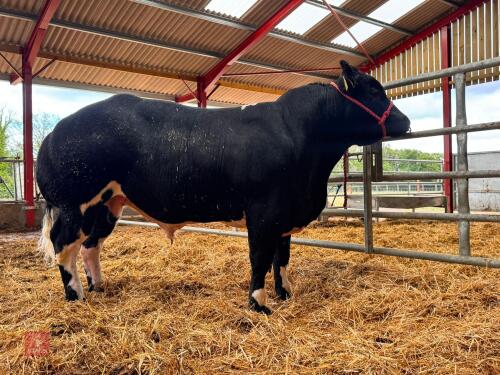 16MO PEDIGREE BRITISH BLUE BULL