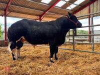 16MO PEDIGREE BRITISH BLUE BULL