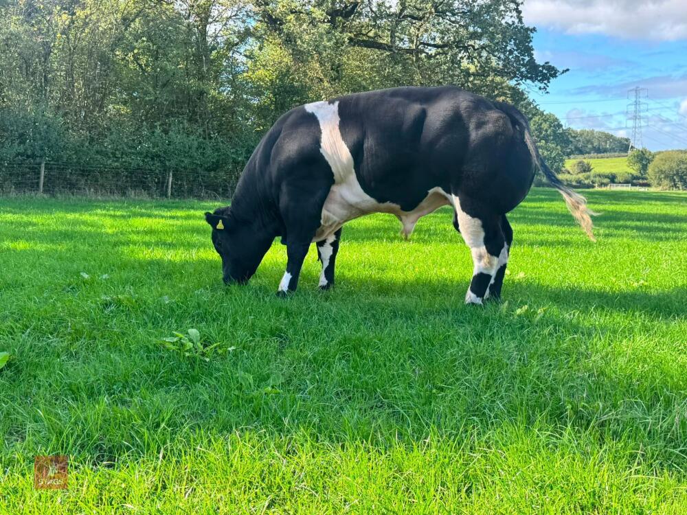 16MO PEDIGREE BRITISH BLUE BULL