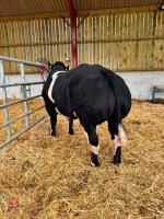 16MO PEDIGREE BRITISH BLUE BULL - 3