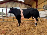 16MO PEDIGREE BRITISH BLUE BULL - 4