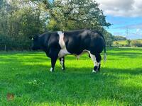 16MO PEDIGREE BRITISH BLUE BULL - 5