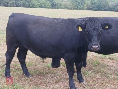 24MO DEXTER STEER