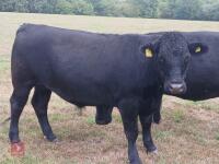 24MO DEXTER STEER