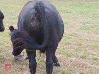 24MO DEXTER STEER - 2
