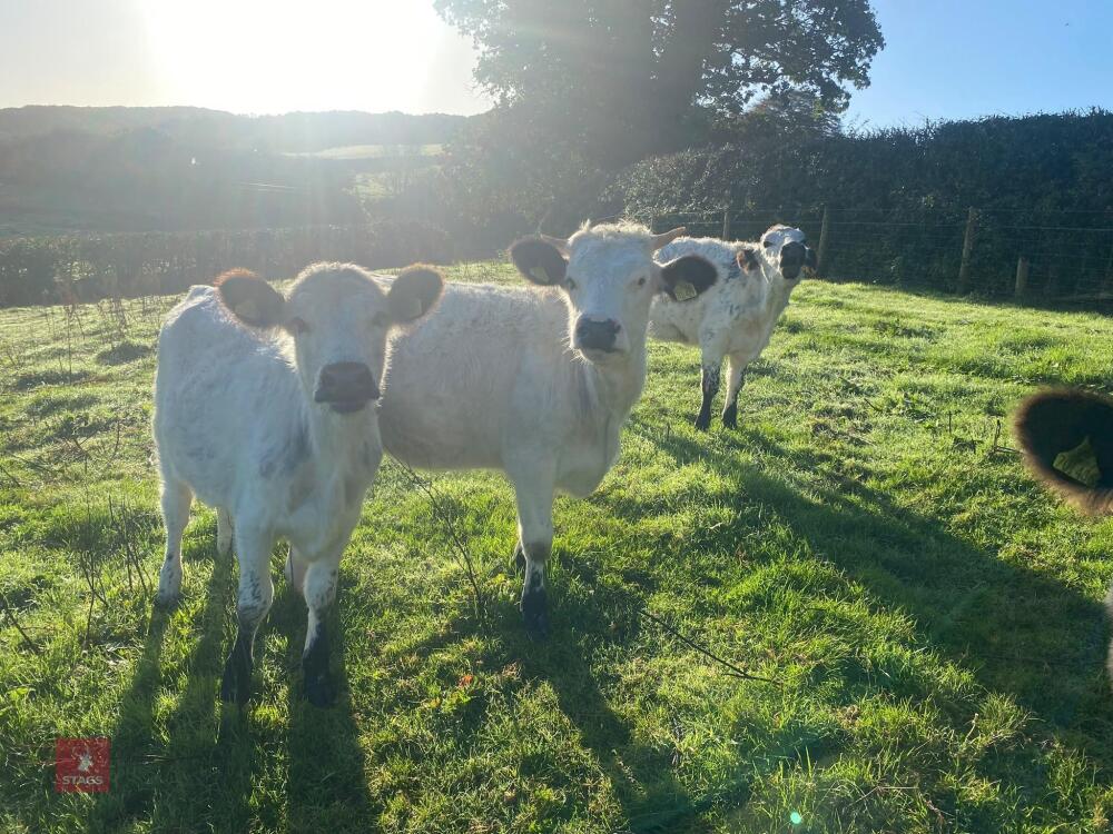 5 13-14MO BELTED GALLOWAY HEIFERS