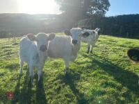 5 13-14MO BELTED GALLOWAY HEIFERS