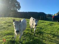 5 13-14MO BELTED GALLOWAY HEIFERS - 2