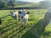 5 13-14MO BELTED GALLOWAY HEIFERS - 3