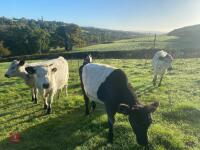 5 13-14MO BELTED GALLOWAY HEIFERS - 4