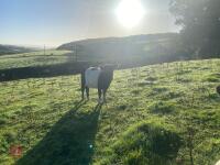 5 13-14MO BELTED GALLOWAY HEIFERS - 5