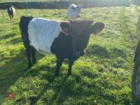 5 13-14MO BELTED GALLOWAY HEIFERS - 6