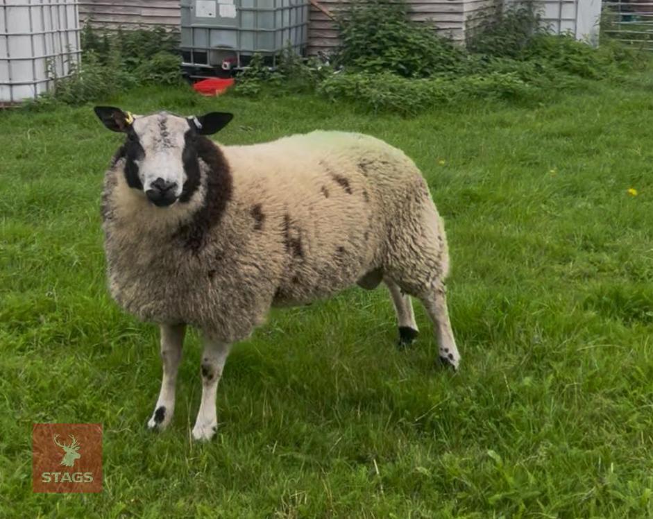 PUREBRED DUTCH SPOTTED RAM LAMB