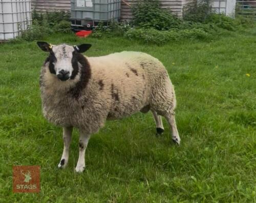 PUREBRED DUTCH SPOTTED RAM LAMB