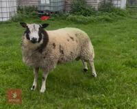 PUREBRED DUTCH SPOTTED RAM LAMB