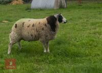 PUREBRED DUTCH SPOTTED RAM LAMB - 2