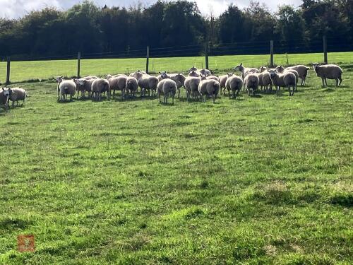 47 6T/FM CONTINENTAL X BREEDING EWES