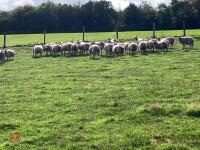 47 6T/FM CONTINENTAL X BREEDING EWES