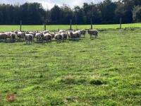 47 6T/FM CONTINENTAL X BREEDING EWES - 2