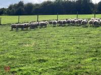 47 6T/FM CONTINENTAL X BREEDING EWES - 3