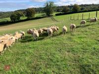 47 6T/FM CONTINENTAL X BREEDING EWES - 4