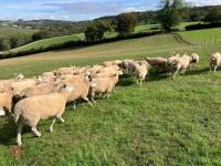 47 6T/FM CONTINENTAL X BREEDING EWES - 5