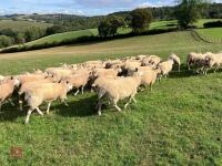47 6T/FM CONTINENTAL X BREEDING EWES - 6