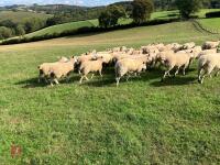 47 6T/FM CONTINENTAL X BREEDING EWES - 7