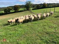 47 6T/FM CONTINENTAL X BREEDING EWES - 8