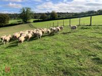 47 6T/FM CONTINENTAL X BREEDING EWES - 9