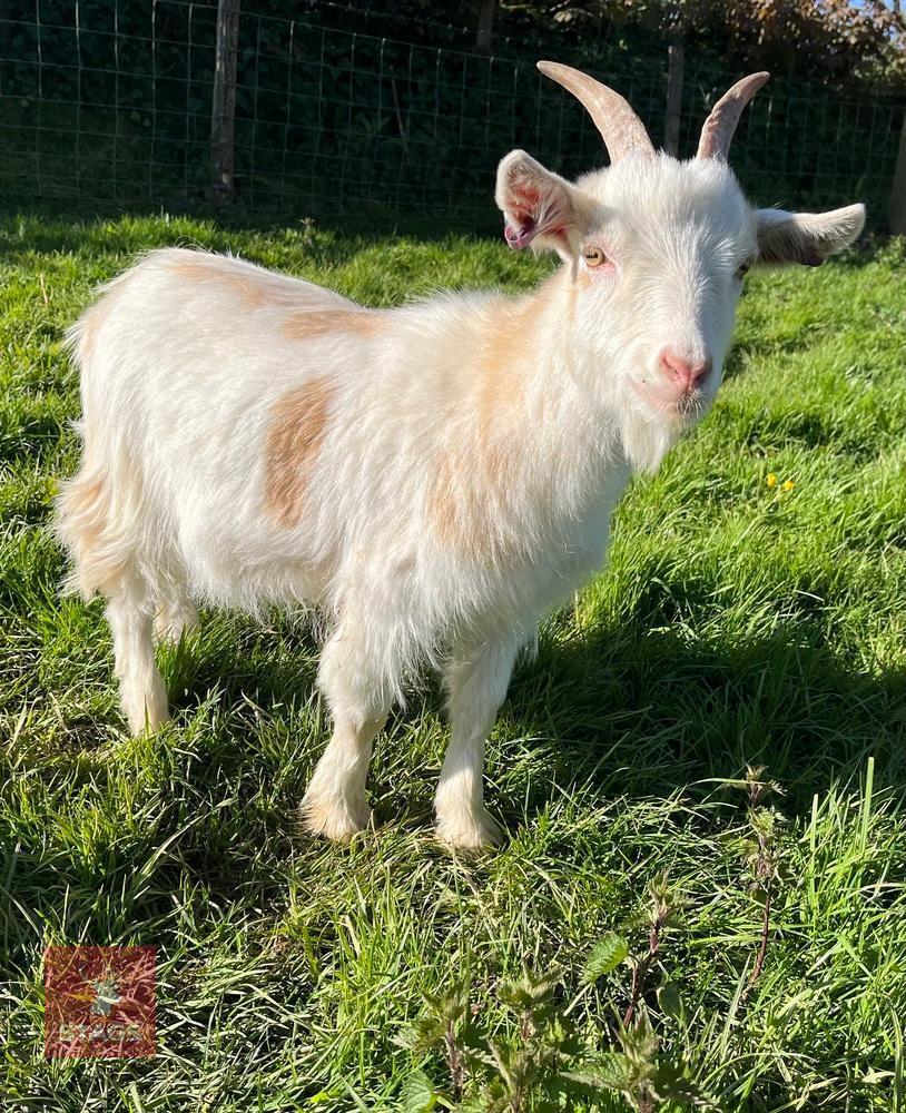 18MO PYGMY WETHER GOAT