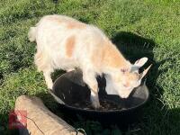 18MO PYGMY WETHER GOAT - 2
