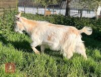 18MO PYGMY WETHER GOAT - 3