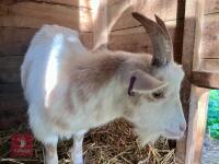 18MO PYGMY WETHER GOAT - 4