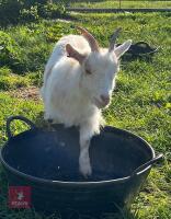18MO PYGMY WETHER GOAT - 5