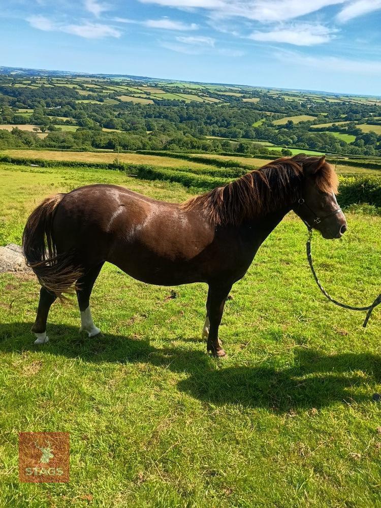 3YO 12HH DARTMOOR HILL MARE