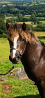 3YO 12HH DARTMOOR HILL MARE - 2