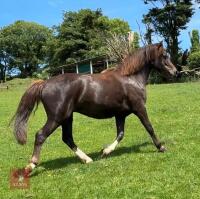 3YO 12HH DARTMOOR HILL MARE - 3