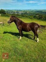 3YO 12HH DARTMOOR HILL MARE - 4