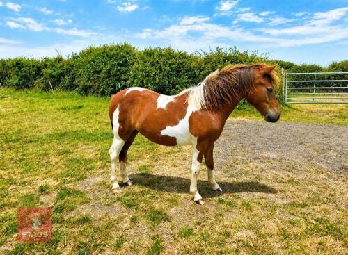 1YO DARTMOOR HILL 12HH GELDING